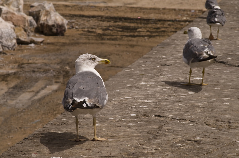 morocco, water bird, vertebrate, nature, seevogel, seagull, animal, animal wildlife, day, port, gull at sea, animal themes, atlantic, animals in the wild
