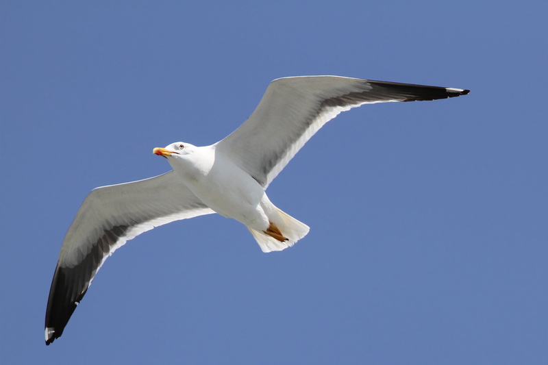flying, no people, outdoors, herring gull, vertebrate, low angle view, seevogel, animal wing, sky, one animal, clear sky, larus argentatus, animal, animal wildlife