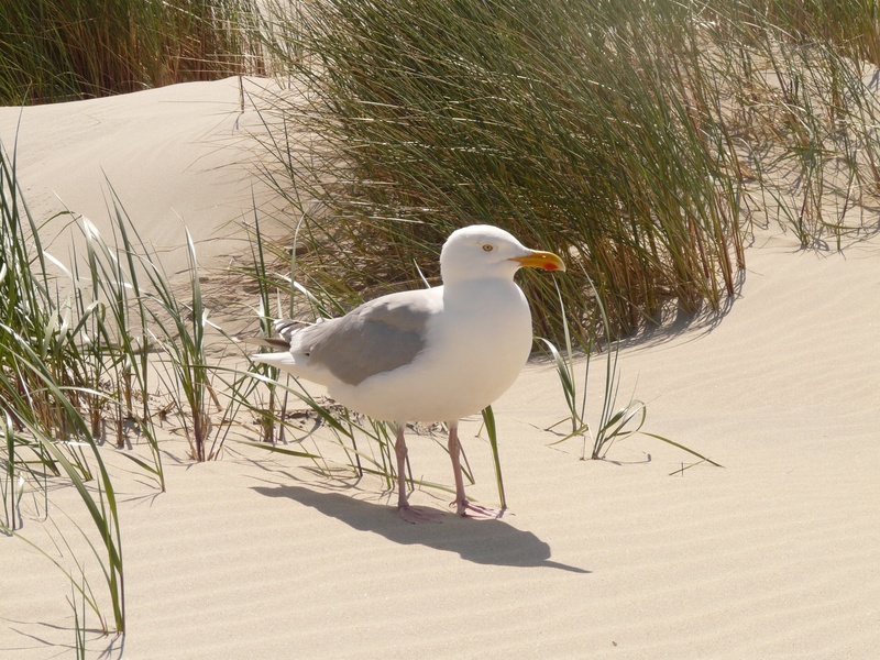 outdoors, species, beach, sea, herring gull, 2K, fluffed up, shadow, animal wildlife, stand, land, animal themes, sand, no people, animal, grass, plant