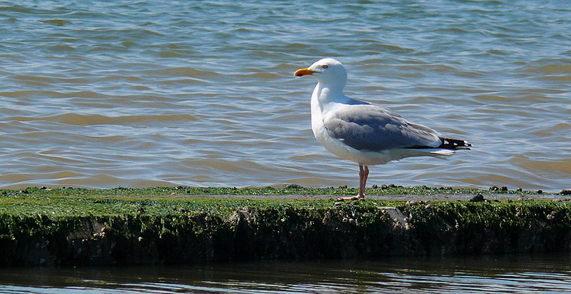 day, feather, coast, animal, beauty in nature, waterfront, one animal, water, sea, animals in the wild, lake, outdoors, no people, animal wildlife, perching