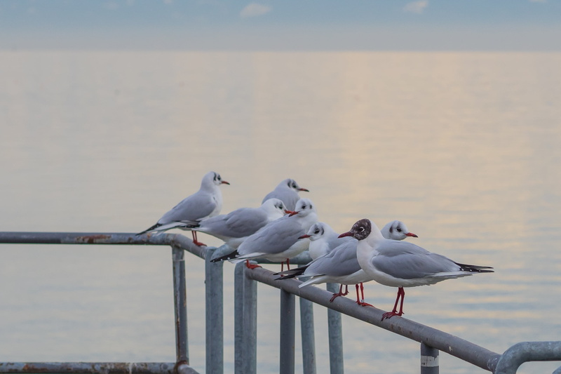 nature, voegle, sea, web, coast, metal, water bird, railing, gull, distant, 2K, perching, no people, pier, seemoeve, boardwalk, seagull, focus on foreground