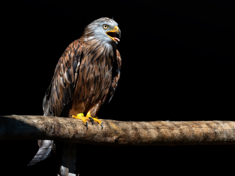 animal themes, outdoors, perching, sunlight, poultry, bird, animals in the wild, red kite, wing, no people, swing, 4K, bird of prey, looking away, close-up