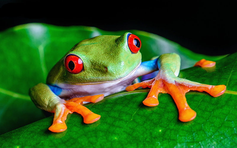 hd, tree, old, frog, leaf, life, photo, 1080P, red, green, eye, span, years