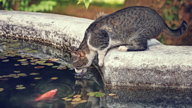 drinking, coated, day, animal themes, nature, 1080P, relaxation, animals in the wild, cat, leaves, pet, short, domestic, outdoors, one animal, no people