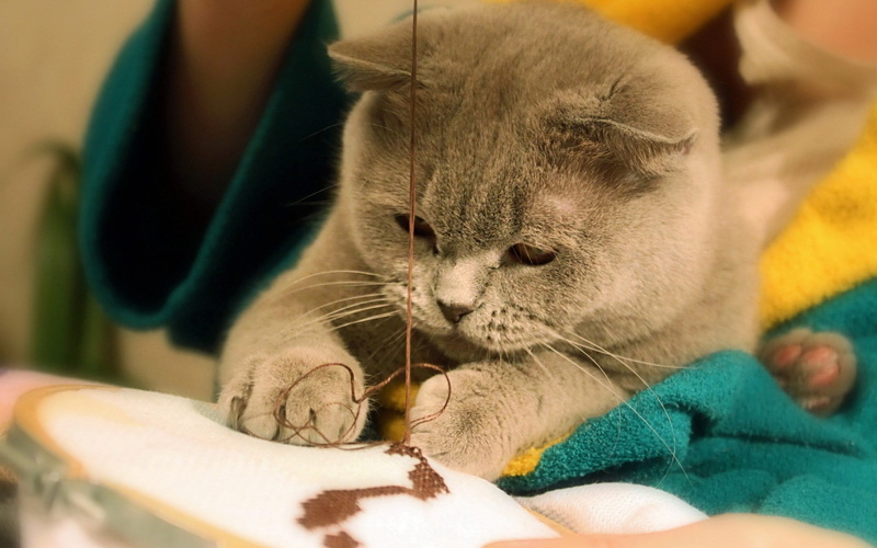 indoors, human hand, body part, hand, coated, mammal, domestic animals, vertebrate, animals, feline, human body part, domestic cat, animal, pets, care