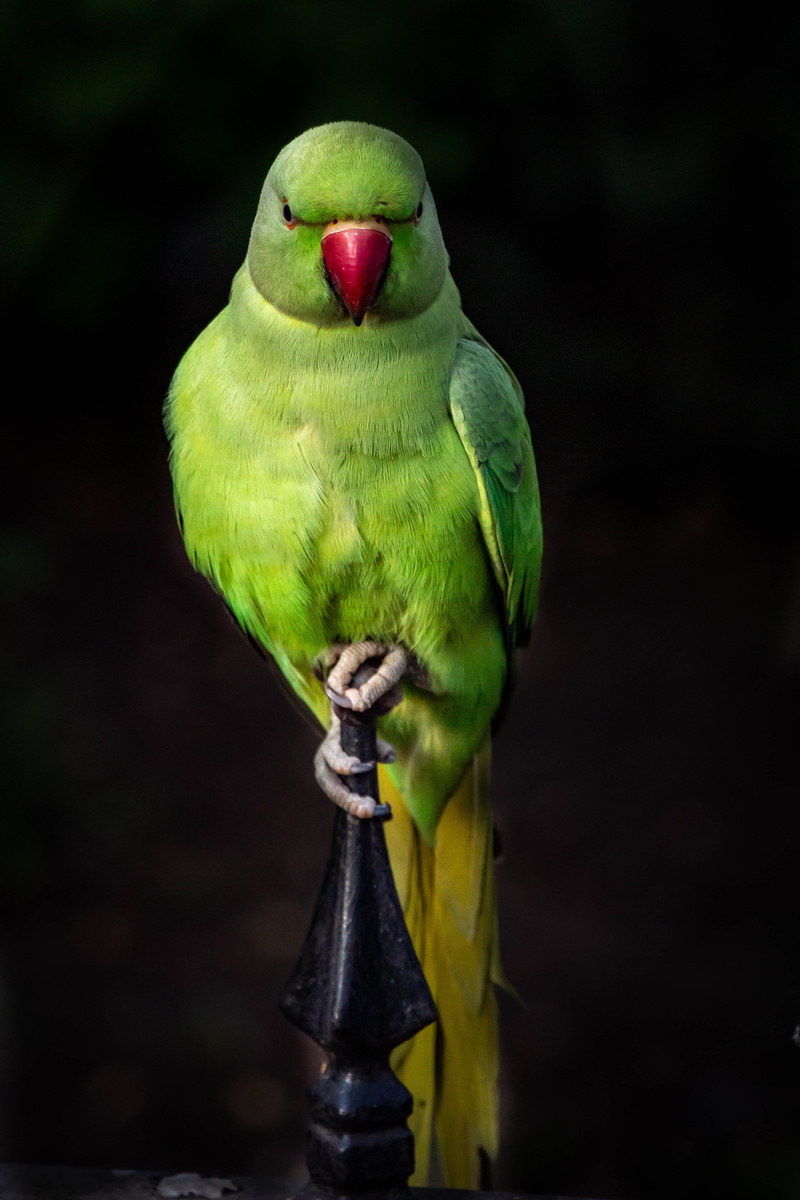 one animal, animal wildlife, black background, tropical bird, bird, parakeet, perching, parrots, isolated, vertebrate, african grey parrot, close up, colorful