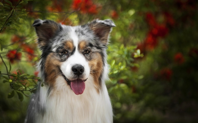 focus on foreground, canine, one animal, sticking out tongue, animal mouth, animal tongue, domestic, facial expression, dog, vertebrate, 1080P, domestic animals