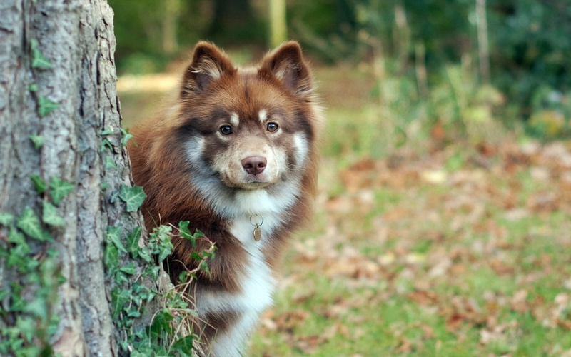 dog, Australian Shepherd, animals, nature, 1080P