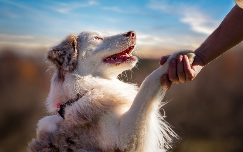 1080P, animals, Australian Shepherd, dog