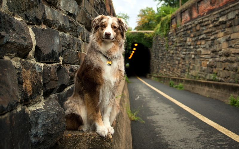 2K, tunnel, animals, bricks, dog, Australian Shepherd, stones, road