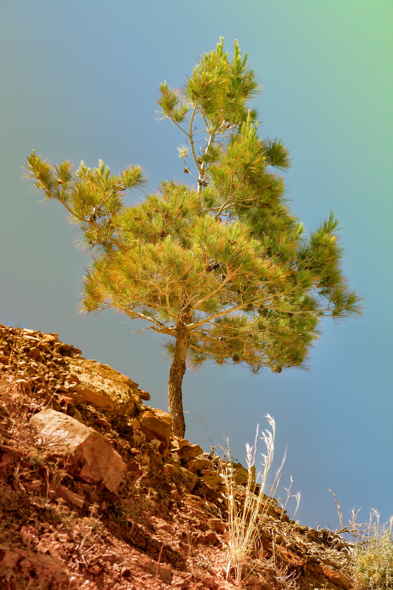 solid, hot, outdoors, nature, sky, aesthetic, summer, scenics - nature, branches, non-urban scene, mountain, pine, steinig, rock - object, water, rock