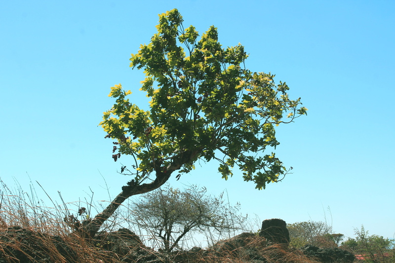 kupang, growth, clear sky, sunlight, green color, tranquil scene, outdoors, beauty in nature, oblique, non-urban scene, ntt, view, tree, sky, pictures