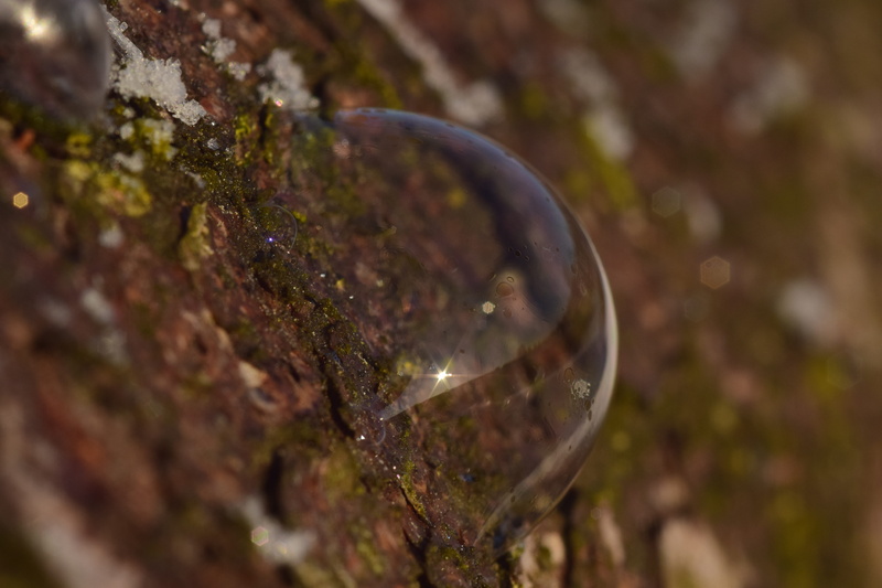 no people, moss, drop, oblique, sensitive, clear, tree, plant, nature, stone, sphere, close up, dome, protection, soap bubble, close-up, water, transparent