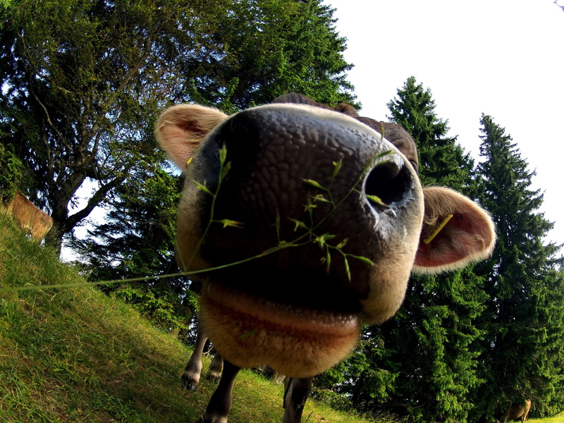 grass, animal nose, animal head, animal body part, allgäu, 4K, herbivorous, kuiros, domestic animals, brown, ruminant, animal mouth, one animal, mammal