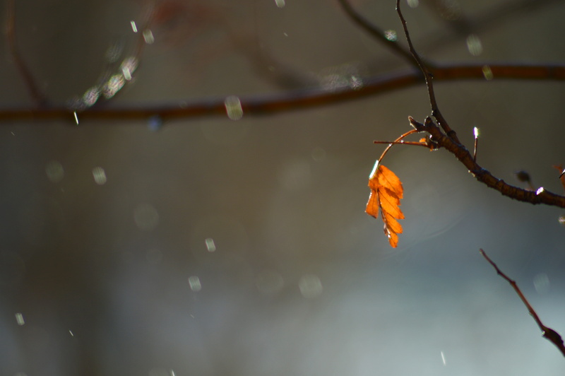 bright, plant part, sunny day, tree, wind, autumn, photo, selective focus, sheet, branch, water, close-up, outdoors, natural condition, tranquility, leaves