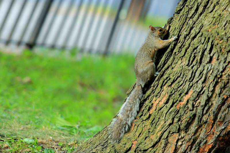 vertebrate, outdoors, animal themes, 4K, trees, tail, squirrel, no people, mammal, tree, green color, pet, trunk, focus on foreground, tree trunk, reptile