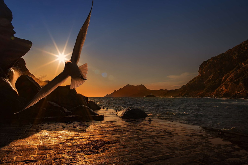 holiday, fly, flight, sun, rock, blue, feather, beach, sunset, tranquility, water, no people, sunlight, animal, sea, plumage, scenics - nature, idyllic