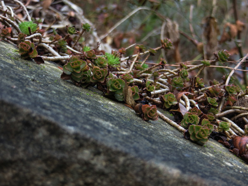 invertebrate, Stone, animal, red, Oblique, perspective, leaf, leaves, tree, high angle view, close-up, selective focus, animal wildlife, green, outdoors