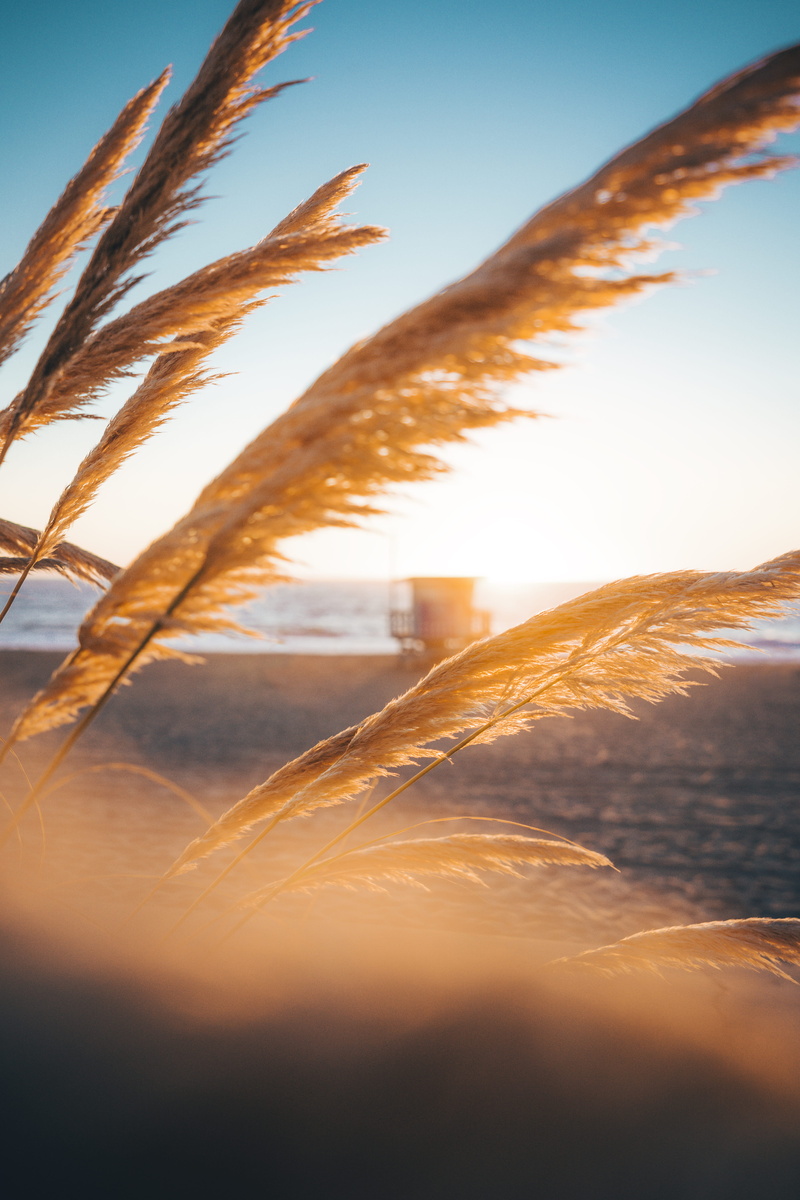 shoreline, tranquil scene, sky, growth, vibes, selective focus, field, flowers, agriculture, close-up, wind, bokeh, sea, coastal, sunny, crop, landscape