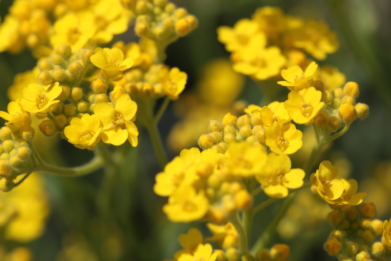 selective focus, yellow flower, outdoors, bloom, garden, flower, day, 4K, growth, wall, gold lacquer, yellow, plant, vulnerability, flowering plant, flower head