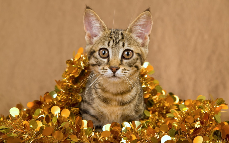 plant, indoors, feline, brown, one animal, domestic cat, young animal, domestic, no people, portrait, vertebrate, pets, sitting, striped, tinsel, tabby