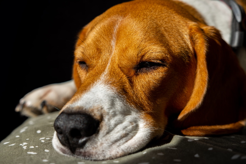 pet, drink, snout, furniture, one animal, dog, handrail, pets, close-up, beverage, alcohol, 4K, indoors, vertebrate, canine, domestic animals, animal body part