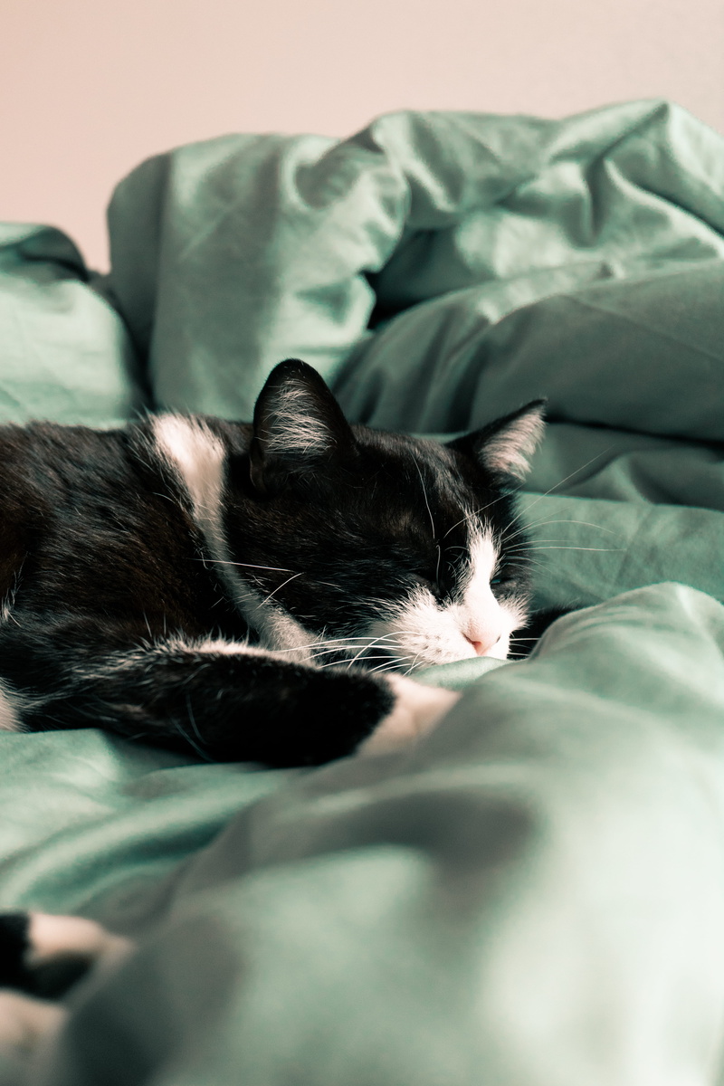 lying down, domestic cat, textile, blanket, cat, animal themes, resting, couch, furniture, siamese, 5K, no people, animal head, animal, domestic, mammal