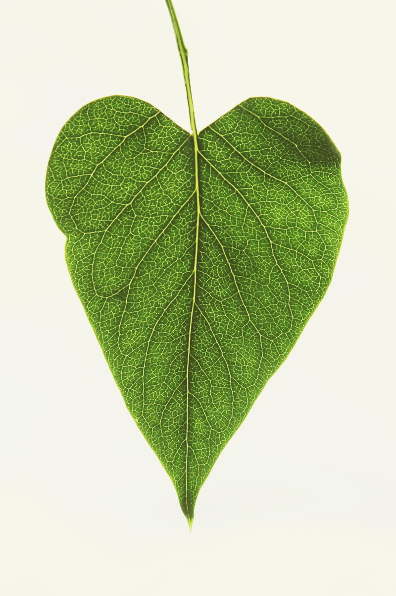 shine through, branches, leaves, studio shot, no people, sweet, heart, 2K, green color, outdoors, cut out, freshness, declaration of love, leaf green