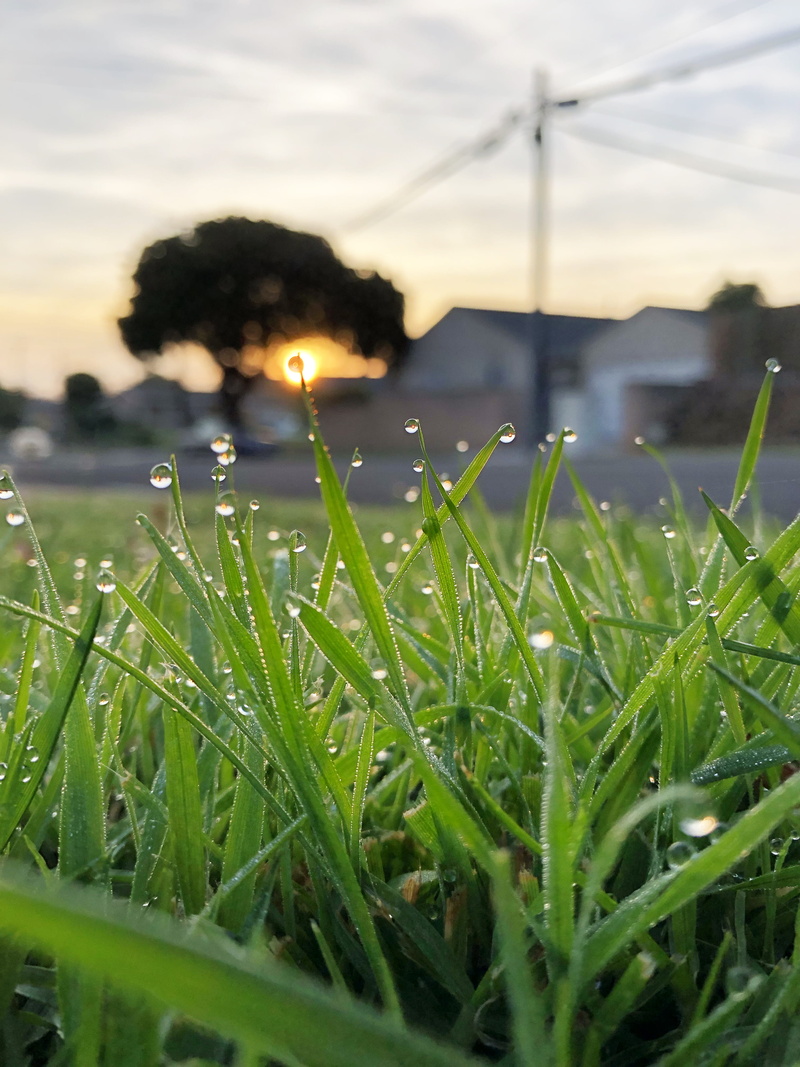 grass, morning, plant, drop, 4K, dew, day, green color, torrance, macro, nature, trees, united states, blade of grass, sky, no people, beauty in nature