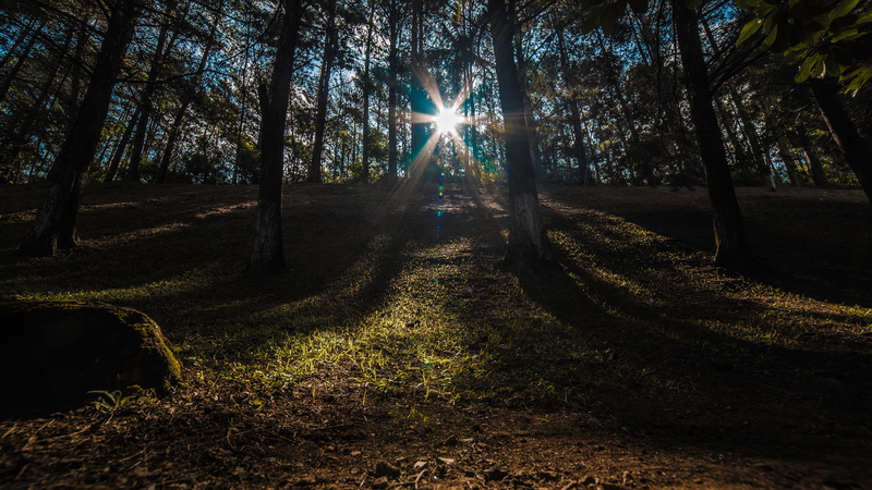 streaming, forest, outdoors, no People, 4K, brightly lit, Sunlight, plant, illuminated, through the trees, lens flare, footpath, landscape, tranquility