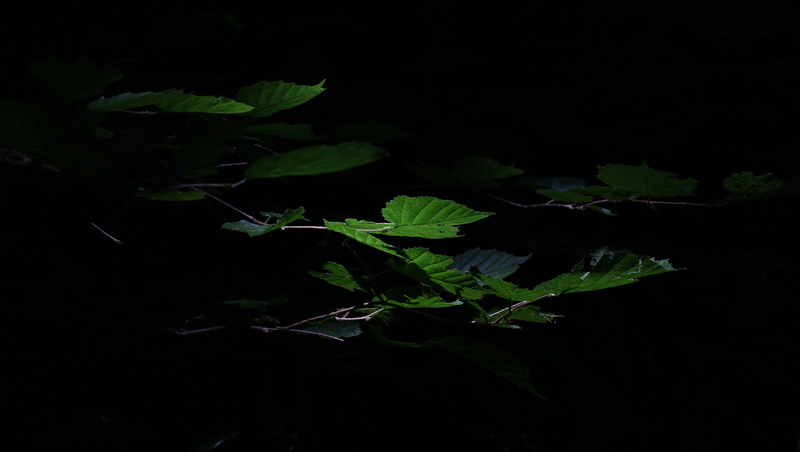 shine through, green, night, black, leaves, food, shadowy, studio shot, light, food and drink, high angle view, 5K, nature, dark, green color, black background