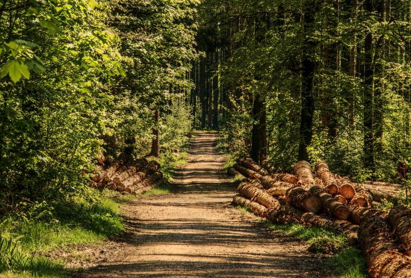 tree, green color, shadow, summer, wood, conifers, land, no people, mixed forest, shine through, beauty in nature, lighting, plant, of course, tree trunks