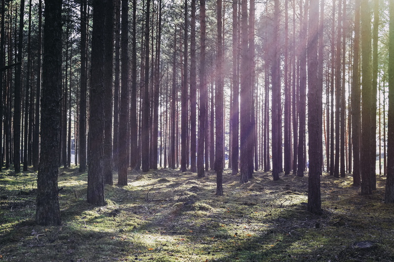 pine forest, mystical, land, sunrise, outdoors, tranquil scene, pine woodland, idyllic, tree trunk, woodland, plant, day, spring, tree, forest, sunset