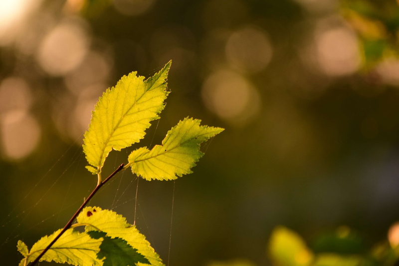 close-up, sunlight, leaf, growth, plant, beautiful, light, change, yellow, plant part, outdoors, back light, fragility, nature, background, 4K, focus on foreground