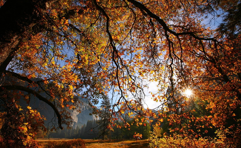 2K, scenics - nature, autumn collection, day, Seasons, Autumn, sunlight, nature, sun, leaf, plant, growth, tranquility, branch, fall, Tree, change, Shining