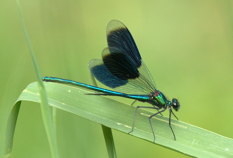 leaf, invertebrate, plant part, animal, blue, day, shine through, one animal, summer, transparent, meadow, grass, damselfly, close-up, perched, light, shiny