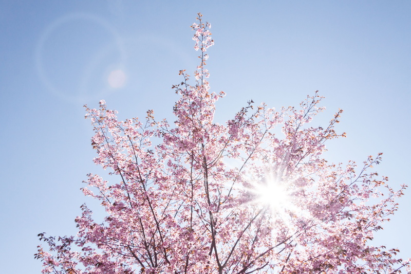japanese cherry trees, smell, nature, sun, springtime, awakening, reflexes, daytime, plant, closeup, sprout, sunbeam, blue, flowering plant, tree, shine through