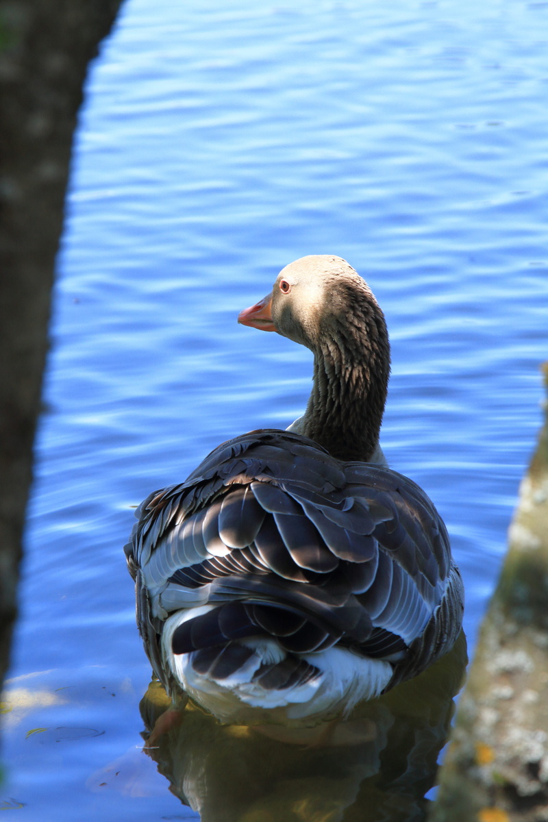 poultry, beach, meeresbewohner, lake neusiedl, bill, one animal, ocean, old duck, pond, duck bird, underwater, drake, sleeping duck, animals in the wild