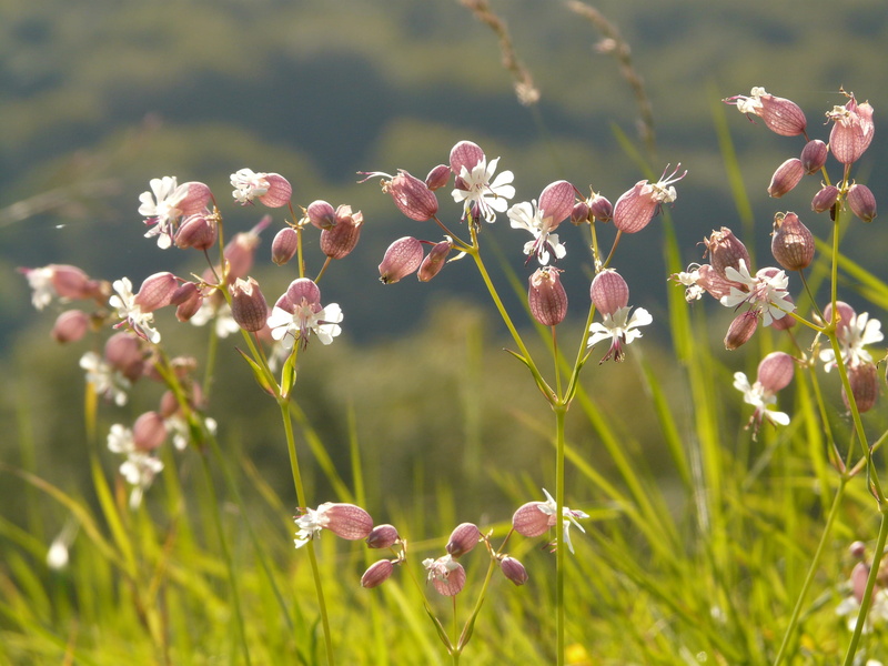 fragility, focus on foreground, airy, pink, no people, flowering plant, nature, blossom, pointed flower, flower head, growth, pointed, light, pink color
