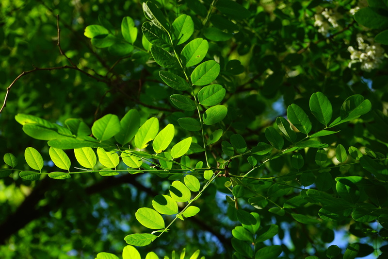 false acacia, sunlight, summer green deciduous tree, low angle view, green, 5K, robinia, close-up, growth, bright, deciduous tree, translucent, day, selective focus