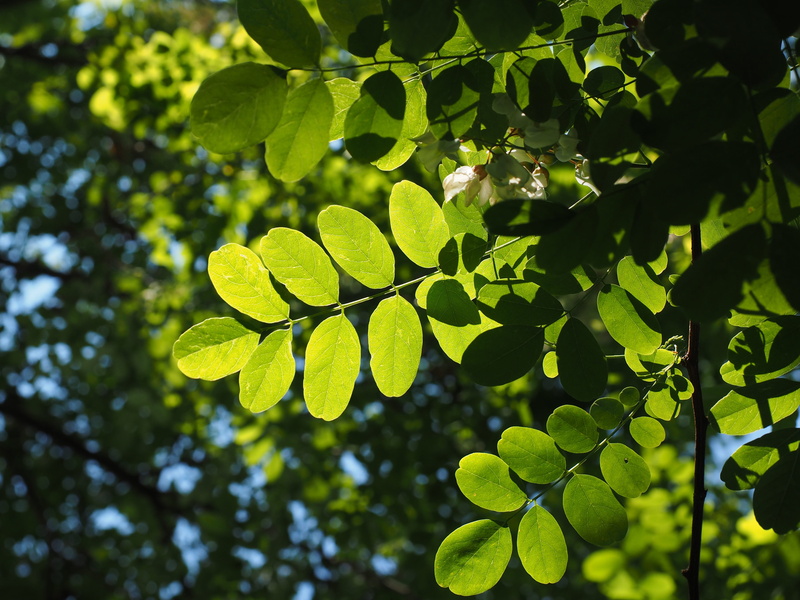 silver rain, tranquility, dark green, shades of green, sunlight, green, chlorophyll, leaf veins, summer green, translucent, 4K, early summer pasture plant