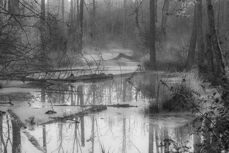 plant, wetland, tranquil scene, water, woodland, nature, outdoors, spring, bw, scenics - nature, swamp, white, trees, sad, forest, land, waterfront, tree