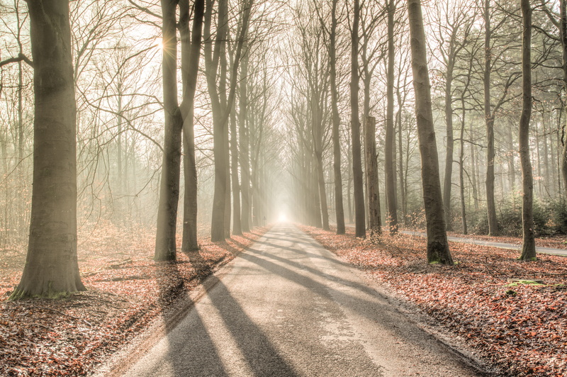 woodland, yellow, scenery, tranquil scene, forest, day, diminishing perspective, gray, sun, mist, sunlight, environment, trunk, scenic, direction, trees