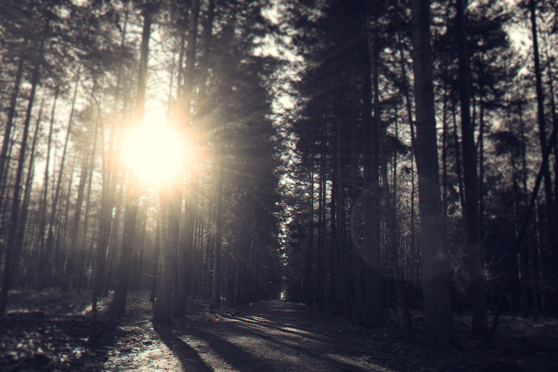 tree, 5K, road, bright, lens flare, tranquil scene, land, the way forward, tree trunk, trees, streaming, treelined, dark, woods, direction, sunbeam, nature