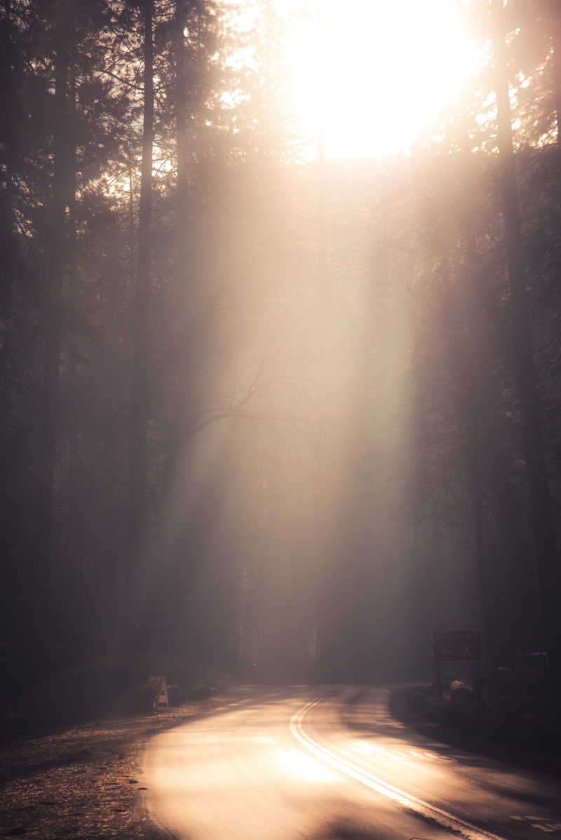 transportation, weather, land, cloud, tree, bend, mist, pine, nature, forest, sunlight, 5K, sun, the way forward, beauty in nature, lens flare, tranquility