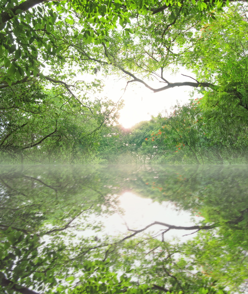 surface, nature, flora, sunny, wetland, natural, surrounded, verdant, lush, plants, scenics - nature, no one, no people, sunrise, blossom, growth, wood