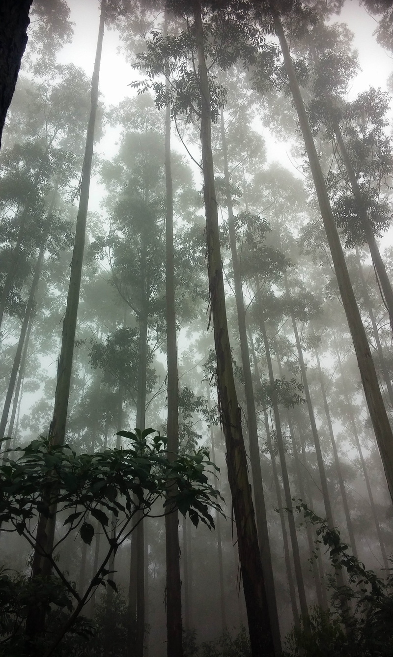 scenics, woodland, bamboo - plant, ecology, landscape, fog, outdoors, tree, tzaneen, growth, wood, environment, 4K, day, stem, land, branch, mist, streaming