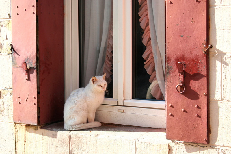 cat, white, the sun, window, 2K, blinds
