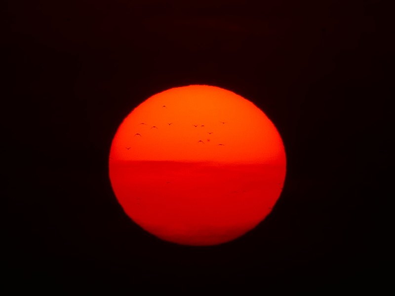 birds, space exploration, outdoors, eclipse, shape, circle, moon, nature, untitled, night, sunset, sun, natural phenomenon, evening, no people, red, fireball