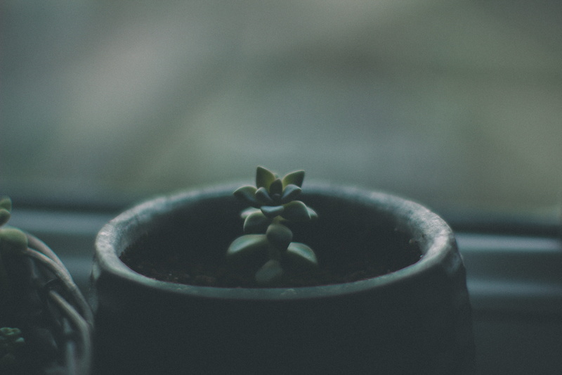 focus on foreground, green leaf, 5K, food, close-up, photography, plant, bad habit, no people, growth, inside, food and drink, succulent, plant part, nature